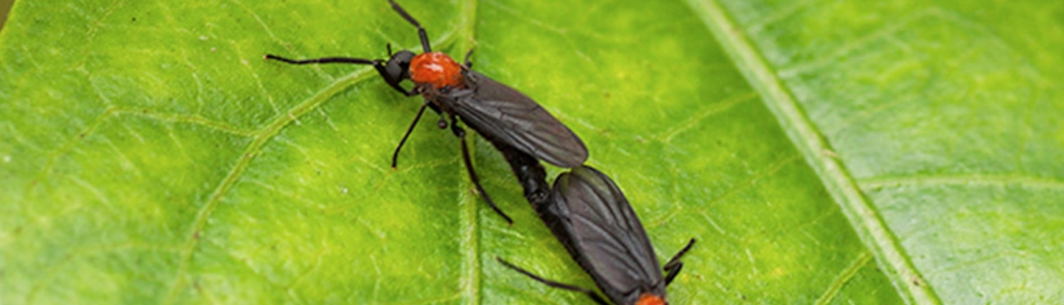 Lovebugs Season: How a Screen Enclosure Can Protect Your Outdoor Living Space