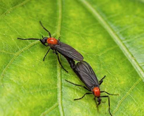 Lovebugs Season: How a Screen Enclosure Can Protect Your Outdoor Living Space